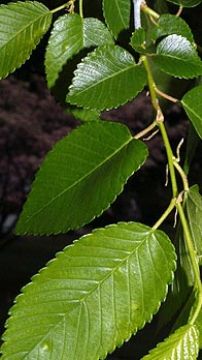  Elm Bark Extract